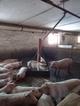 Продажа свинокомплекса